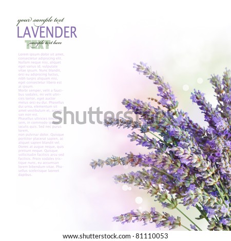 Fresh lavender flower border design over white background with bokeh lights
