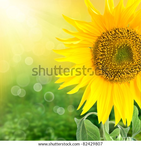 Abstract floral background with sunflower in the garden and sunlight rays with bokeh lights in the back.