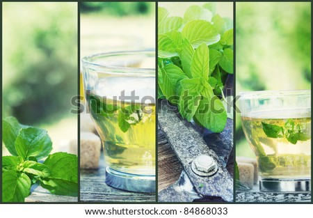 Mint tea collage. Freshly cut mint from the herb garden with mint tea and cubes of sugar