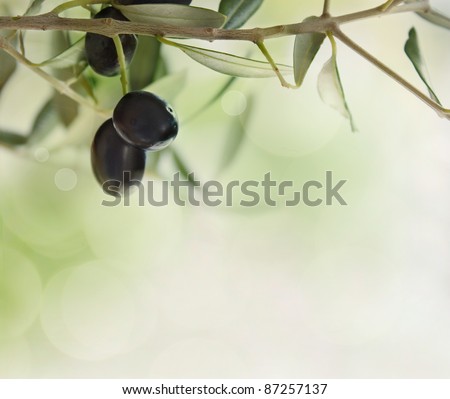 Summer olives design background with fresh olive branch and bokeh lights