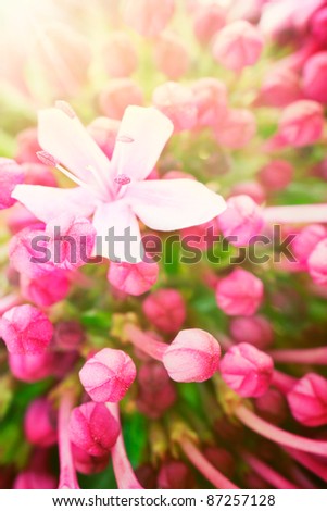 Beautiful abstract floral background with pink flower buds and defocused lights. Border design in pink and green