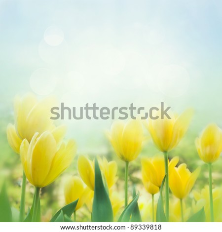 Spring background with beautiful  yellow tulips