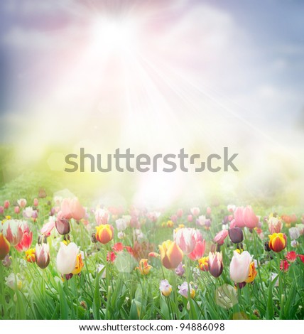 Tulip field. Easter spring background with tulips in a beautiful meadow with sunset