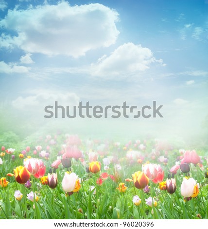Tulip field. Easter spring background with tulips in a beautiful meadow and cloudscape