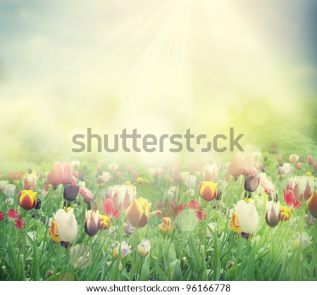 Tulip field. Easter spring background with tulips in a beautiful meadow with sunset