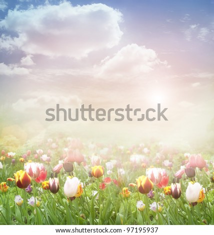 Tulip field. Easter spring background with tulips in a beautiful meadow and cloudscape