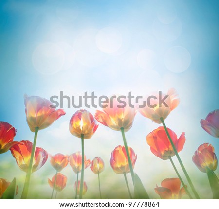 Easter Spring background with beautiful  yellow tulips in late afternoon sunset.