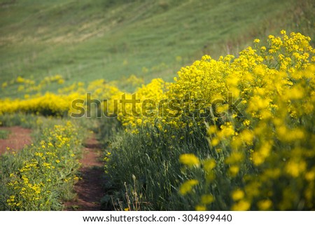 flowers/in field/flowers growing on the field
