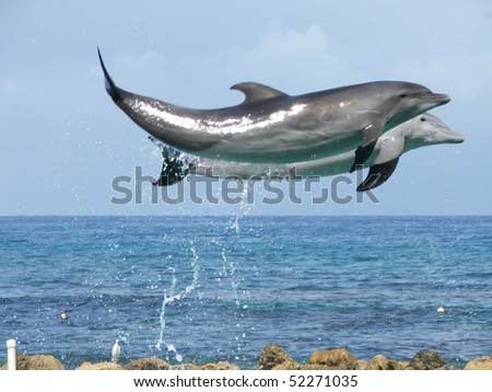 Two bottlenose dolphins (Tursiops truncatus) jumping up out of water