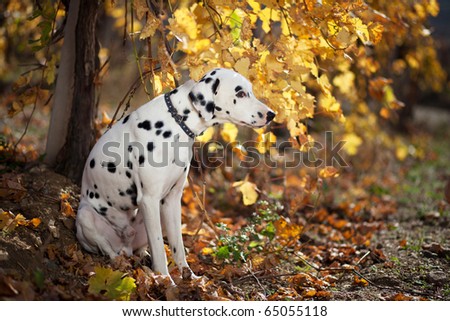 A dalmatian outdoor during autumn