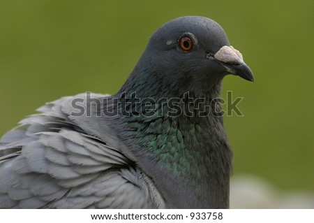 pigeon head profile