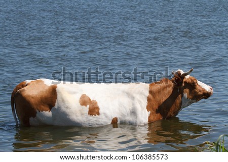 Cow saved from the summer heat in the river