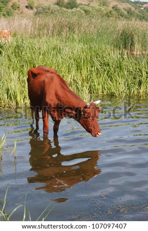 The brown cow standing in water