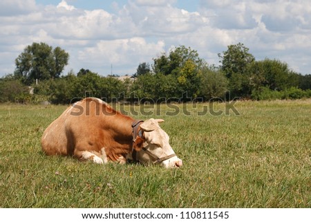 cow sleeping in the grass against a blue sky with clouds and trees