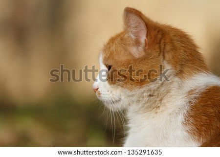 portrait of white-red cat in a profile on the nature