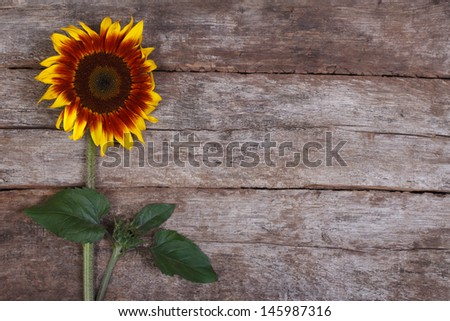 Decorative sunflower flower with a bud on the background of the old wooden