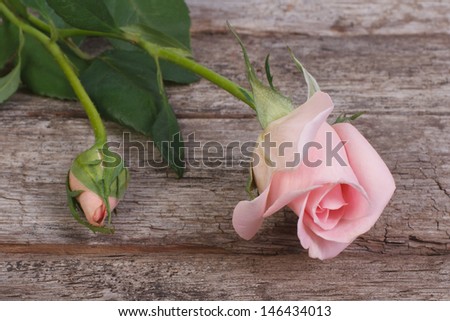 beautiful pink rose flower with buds on the old wood