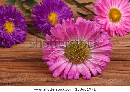 pink and blue aster flowers scattered on a brown wooden table