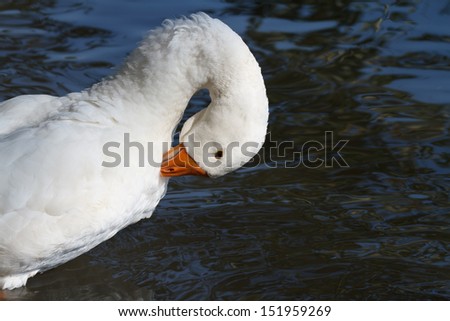 White goose feathers brushing against the background of blue water