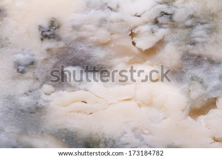 Blue cheese mold texture closeup. macro  Dorblu