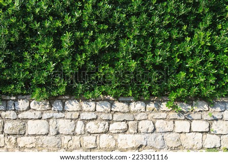 hedge evergreen shrub in the landscape design closeup horizontal