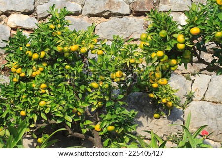 Tangerine tree with ripe fruits close-up on a background of a stone wall