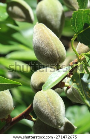 Green unripe almonds vertical. Outdoors