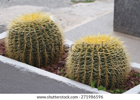 Golden Barrel Cactus in the flower bed outside. horizontal