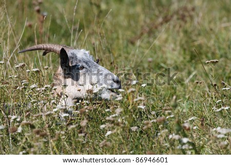 Goat hide in the tall grass. Goat plays hide and seek