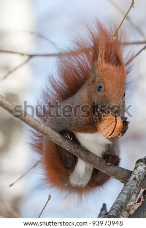 Red squirrel with a bushy tail sits on a tree and gnaws a nut