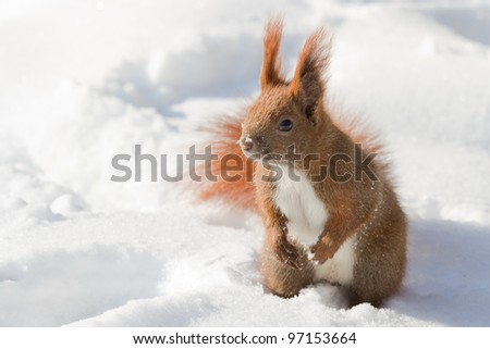 Beautiful red squirrel with bushy tail sits on the white snow
