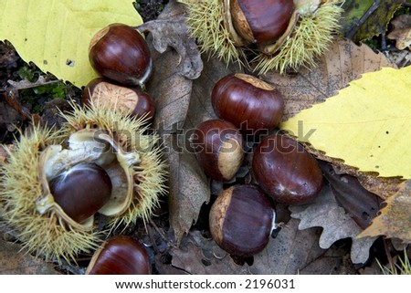 Sweet chestnuts ( Castanea sativa ) on forest floor