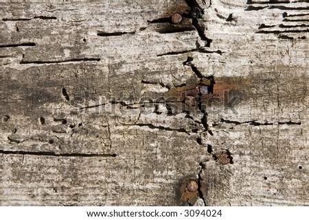 An aged wood wall with rusty nails