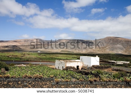 Prickly pear cactus farm ( where cochineal is cultivated to obtain a red dye )  in Guatiza, Lanzarote, Canary Islands, Spain