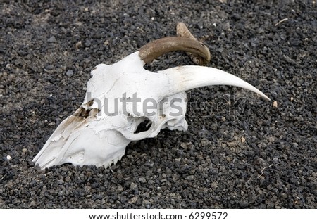 Goat skull on an arid volcanic soil in Lanzarote, Canary Islands, Spain