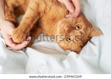 female hands caress red cat in bed