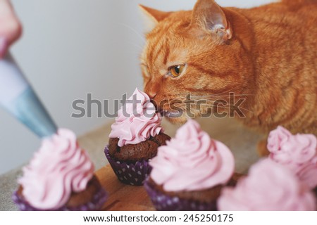 red cat eating cupcakes on the table