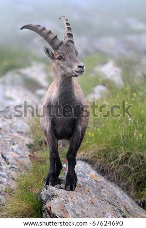 Ibex at 2651 meters on the sea-level. Gavia Pass, Brixia province, Lombardy region, Italy