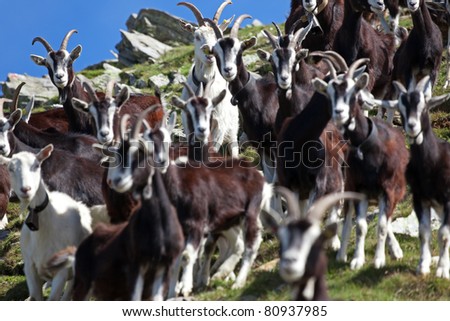 Goats at 2700 meters on the sea-level during summer