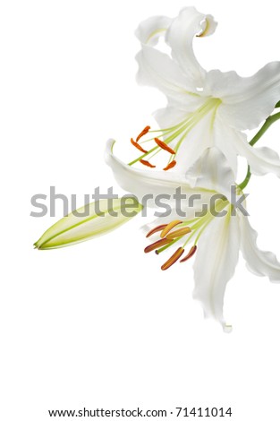 flowers pictures lilies. Flowers white lilies on a