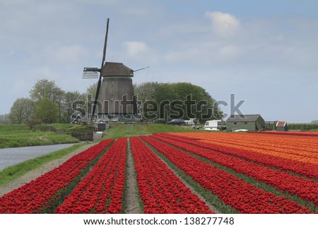 Windmill with fields of red and orange tulips in April in the Netherlands, near Lisse, Keukenhof