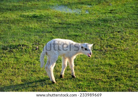Single lamb on the meadow