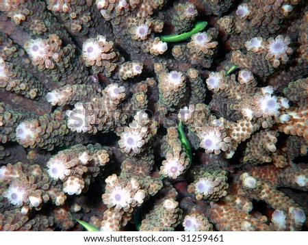 Small Green Fish in Coral Reef - Australia