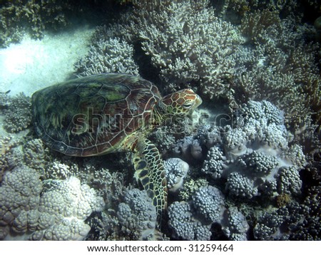 Sea Turtle in Great Barrier Reef - Australia