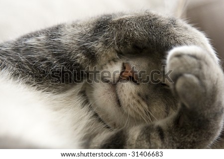 Bashful Gray Cat with Paws over Face