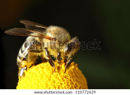 bee macro on yellow flower
