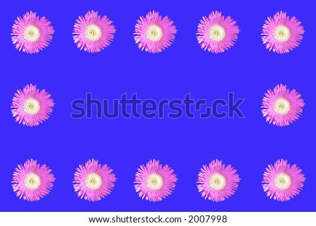 Pink Round Flower Blossoms With Yellow Centre On Blue Background