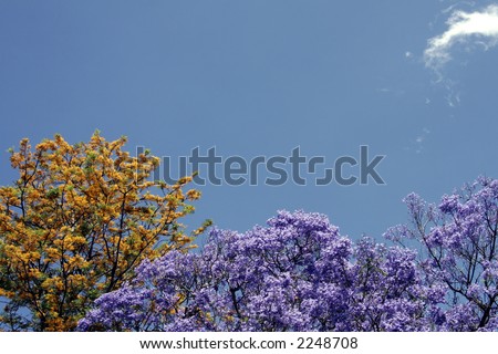 Blooming Trees With Yellow And Purple Blossoms In Front Of Clear Blue Sky, Background