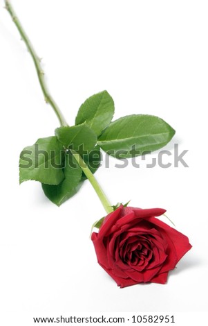 Single Red Blossom Rose With Long Stem On White Background