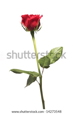 Single Red Blossom Rose With Long Stem On White Background